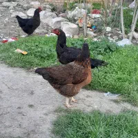 مرغ لاری|حیوانات مزرعه|نهاوند, |دیوار