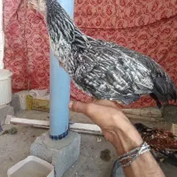 جوجه مرغ محلی