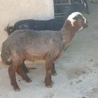 بره نر|حیوانات مزرعه|کنگاور, |دیوار