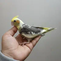 عروس هلندی ابلغ