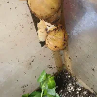 حلزون های مولد و تخم گذار اچانیتا|آرایشی، بهداشتی، درمانی|نجف‌آباد, صالح آباد|دیوار