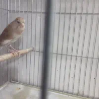 ماده قناری|پرنده|خمینی‌شهر, |دیوار