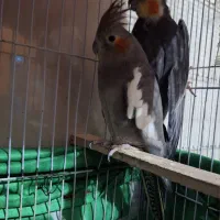 عروس هلندی و طوطی ملنگو|پرنده|گنبد کاووس, |دیوار