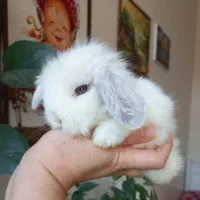 خرگوش مینی لوپ استرالیایی اصیل|موش و خرگوش|کرج, فاز ۱ مهرشهر|دیوار