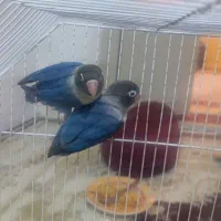 کوتوله برزیلی بازیگوش