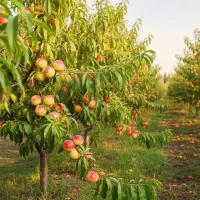 فروش نهال هلو آلبرتا در خرمدره، ضمانت کیفیت