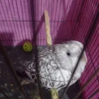 عروس هلندی ایزابلا دستی|پرنده|مشهد, رده|دیوار