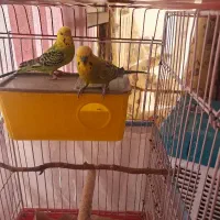 مرغ عشق