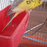 فروش مرغ عشق|پرنده|اردبیل, |دیوار