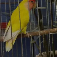 طوطی برزیلی ماده اماده جفت