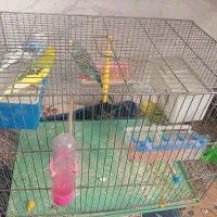 جوجه عروس هلندی 3ماهه|پرنده|تفت, |دیوار