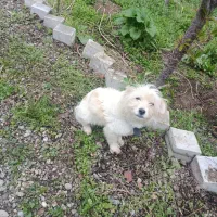 سگ پاکوتاه سفید کوچولو