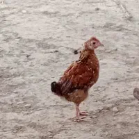 جوجه های محلی