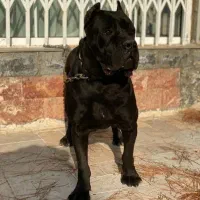 مرکز تخصصی سگ های گارد توله های اورجینال