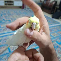 عروس هلندی مولد|پرنده|اسلام‌شهر, شهرک سعیدیه|دیوار