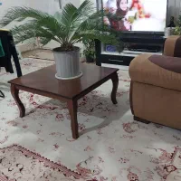 گل سیکاس|گل و گیاه طبیعی|شیروان (خراسان), |دیوار