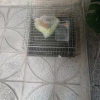 قفس خرگوش