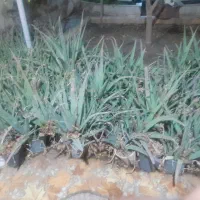 بالای۲۰۰عددگلآلوورا