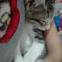 واگذاری گربه ی پنج ماهه