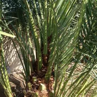 پاجوش|گل و گیاه طبیعی|رامهرمز, |دیوار