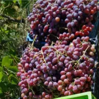 انگور سیاه درجه یک اعلا