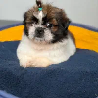 شیتزو مینیاتوری