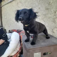 توله پامر اشپیتز