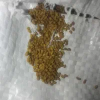 بذر یونجه گرمسیر