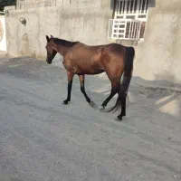 مادیان سه ساله