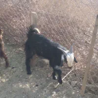 فروش دو عدد کهره نر