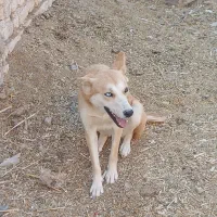 سگ هاسکی ماده|سگ|فسا, |دیوار