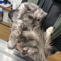 گربه پرشین واگذاری رایگان