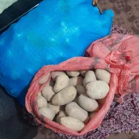 سیب زمینی تازه