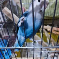 دو عدد طوطی برزیلی ۸ماه نر تقریبا مست ودستی