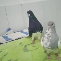 کبوتر|پرنده|داراب, |دیوار