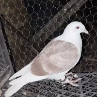 دوکت المانی درجه یک|پرنده|شیراز, تحویلی|دیوار