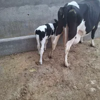 گاو هلشتاین همراه گوساله