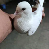 کفتر تیرماه