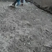 کبوتر|پرنده|تربت‌حیدریه, شهید بهشتی|دیوار