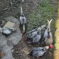 مرغ و خروس سبرایت