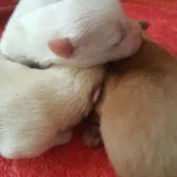 واگذار سه عدد توله پامر و روباهی