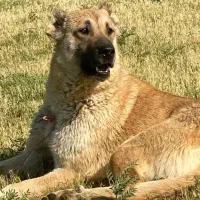 سگ سرابی ماده