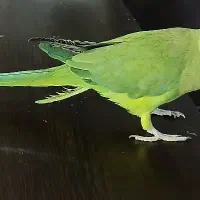 طوطی ملنگو|پرنده|قرچک, شهرک الحدید|دیوار