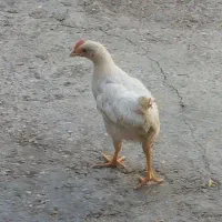 جوجه دوتا