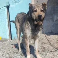 سگ سراب نگهبان