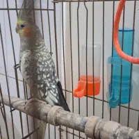 مرغ عشق و عروس هلندی