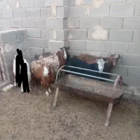 بز بومی|حیوانات مزرعه|میبد, |دیوار