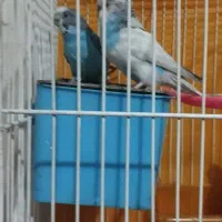 مرغ عشق|پرنده|مشهد, عبادی|دیوار