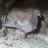 کبوتر  پلاکی کرمی