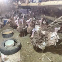 فروش بوقلمون محلی